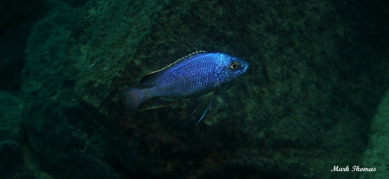 Protomelas taeniolatus 'Mitande Reef (Rocks)'